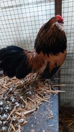 Antwerpse baardkriel haan, Dieren en Toebehoren