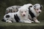 Tricolor merle Border collie pups, Dieren en Toebehoren, België, CDV (hondenziekte), 8 tot 15 weken, Collie