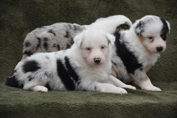 Tricolor merle Border collie pups  disponible aux enchères