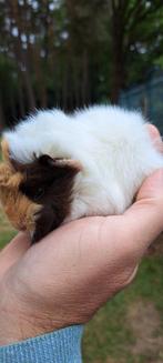 Cavia, Dieren en Toebehoren, Knaagdieren, Cavia