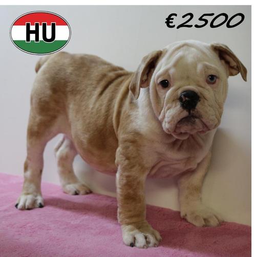 Engelse Bulldog pups : Stoer & charmant, Dieren en Toebehoren, Honden | Bulldogs, Pinschers en Molossers, Meerdere dieren, Bulldog