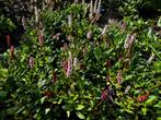 persicaria bodembedekker roze bloemen vaste tuinplant, Ophalen of Verzenden, Zomer, Vaste plant, Bodembedekkers