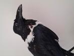 taxidermie raaf, Verzamelen, Ophalen of Verzenden, Zo goed als nieuw, Vogel, Opgezet dier