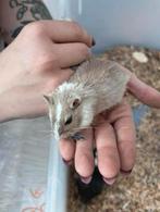 Kweek koppel gerbels, Meerdere dieren, Overige typen, Tam
