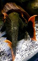 Schitterende kweekgroep L600, Dieren en Toebehoren, Vissen | Aquariumvissen, Vis, Zoetwatervis