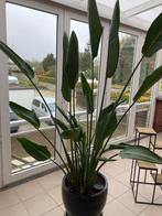 Strelitzia reginae, Tuin en Terras, Ophalen, Vaste plant