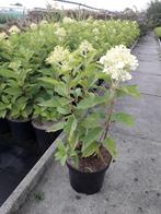 hortensia/hydrangea paniculata 'limelight', Ophalen