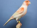 Rood mozaïek kanaries, Dieren en Toebehoren, Vogels | Kanaries, Meerdere dieren, Kleurkanarie