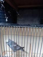 Kuifparkiet, Dieren en Toebehoren, Vogels | Overige Vogels