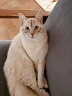 Lieve Mannelijke Ragdoll, Dieren en Toebehoren, Katten en Kittens | Raskatten | Korthaar, Kater, Gechipt, 0 tot 2 jaar