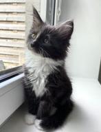 Magnifique chaton Maine Coon, Vermifugé, Chatte ou Chat, 0 à 2 ans