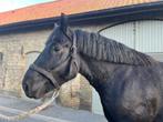 Trekpaard zwarte merrie, Dieren en Toebehoren, Paarden, Merrie, Gechipt, 3 tot 6 jaar, Tuigpaard