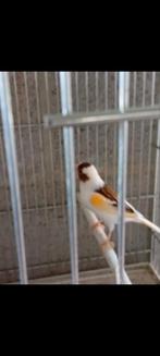1 Femelle canari arlequins, Dieren en Toebehoren, Vrouwelijk, Kleurkanarie
