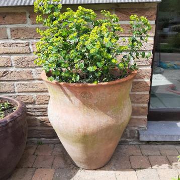 terracotta (bloem) potten