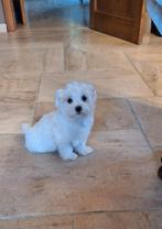 Maltezer pups, Dieren en Toebehoren, België, Maltezer, CDV (hondenziekte), 8 tot 15 weken