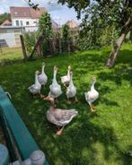 Ganzen, Gans of Zwaan