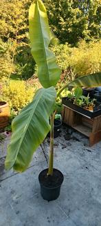 Musa , tropische banaan, Ophalen
