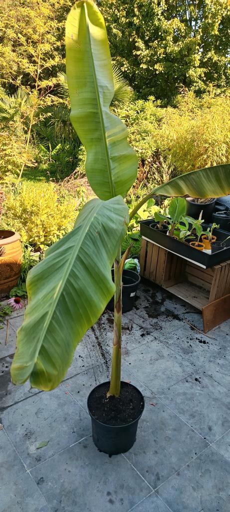 Musa , tropische banaan, Tuin en Terras, Planten | Bomen, Ophalen