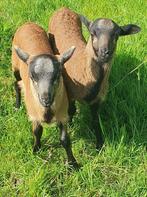 1 Kameroenram te koop begin juli (NIET voor slacht), Mannelijk, Schaap, 0 tot 2 jaar