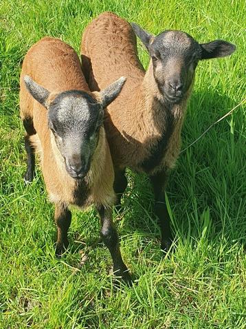 1 Kameroenram te koop begin juli (NIET voor slacht), Mannelijk, Schaap, 0 tot 2 jaar