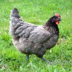 legkip bleu de landes, Dieren en Toebehoren, Pluimvee, Vrouwelijk, Kip