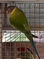 Pruimkop parkieten, Dieren en Toebehoren, Vogels | Parkieten en Papegaaien, Parkiet, Geringd