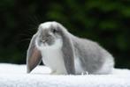 Franse hangoren, Dieren en Toebehoren, Mannelijk, Groot, Hangoor, 0 tot 2 jaar