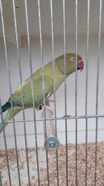 Halsbandparkieten, Dieren en Toebehoren, Vogels | Parkieten en Papegaaien, Meerdere dieren, Parkiet, Geringd