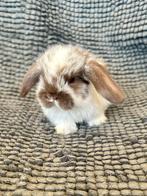 Lapins béliers nains, Dieren en Toebehoren, Konijnen, Meerdere dieren, Dwerg, Hangoor, 0 tot 2 jaar
