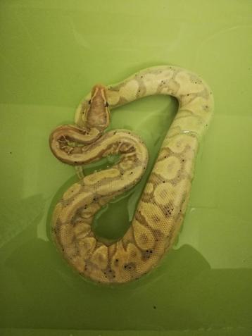 Python regius Banana Yellow Belly