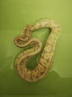 Python regius Banana Yellow Belly, Animaux & Accessoires, Reptiles & Amphibiens, Serpent, Domestique, 3 à 6 ans
