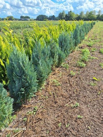 Chamaecyparis Lawsoniana columnaris, conifeer tot 125 cm beschikbaar voor biedingen