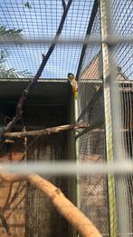 Zwartkopcaique, Dieren en Toebehoren, Vogels | Parkieten en Papegaaien, Mannelijk, Dwergpapegaai of Agapornis, Geringd