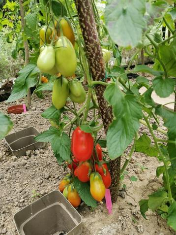 lage Italiaanse San Marzano tomaat voor passata - 5 zaden beschikbaar voor biedingen