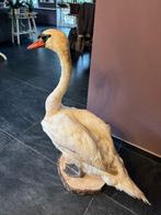 Taxidermie opgezette witte zwaan, Verzamelen, Dierenverzamelingen, Ophalen, Zo goed als nieuw, Boerderijdier, Opgezet dier