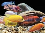 Te koop: cichliden, 2 euro per stuk.”, Dieren en Toebehoren