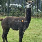 Alpaca dekhengst grey harlekijn ter dekking