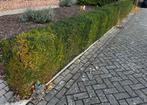 Buxus haag en sierbollen, Tuin en Terras, Planten | Struiken en Hagen, Ophalen, Buxus