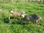 koppel patagonische haas ( mara ), Dieren en Toebehoren, Overige Dieren