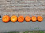 Mooie  pompoenen  voor soep of haloween 0.60 kg., Ophalen