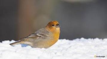 DIVERSE NIEUWE VOGELS 09-10-2025 beschikbaar voor biedingen