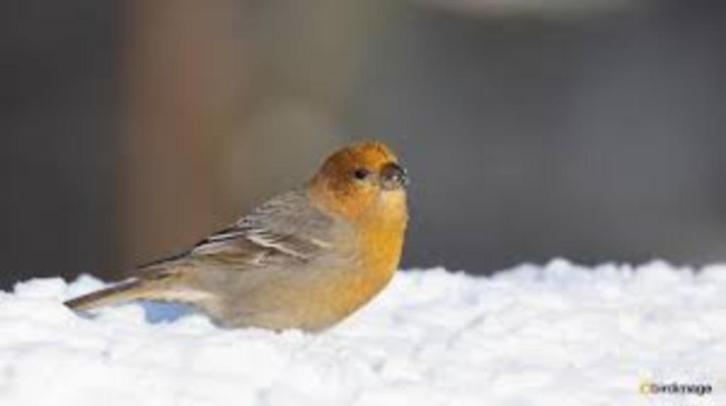 DIVERSE NIEUWE VOGELS 09-10-2025, Dieren en Toebehoren, Vogels | Overige Vogels, Wildzangvogel, Meerdere dieren, Tam, Geringd