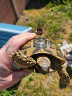 0.2 Tortue hermann hermanni hermanni adulte, Dieren en Toebehoren, Reptielen en Amfibieën, Schildpad
