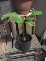 Jonge Bananen planten, In pot, Zomer, Overige soorten, Ophalen