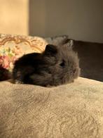 Jonge dwergkonijntjes (leeuwekop), Dieren en Toebehoren, Konijnen, Meerdere dieren, Dwerg, 0 tot 2 jaar