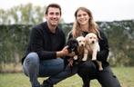 Sociale Labrador pups, Dieren en Toebehoren, Honden | Retrievers, Spaniëls en Waterhonden, België, 8 tot 15 weken, Labrador retriever