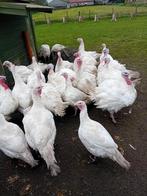 Witte vleeskalkoenen, Dieren en Toebehoren, Kalkoen