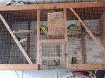 Kakariki parkieten, 3 groene 2 blauwe te koop, Dieren en Toebehoren