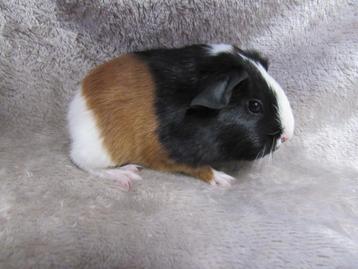 Mooie gladhaar baby cavia's te reserveren