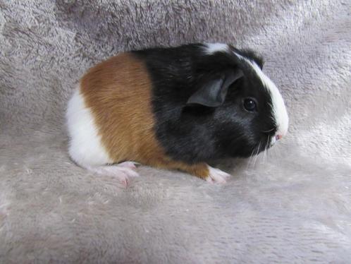 Mooie gladhaar baby cavia's te reserveren, Animaux & Accessoires, Rongeurs, Plusieurs animaux, Cobaye, Domestique